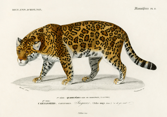 Jaguar accroupi