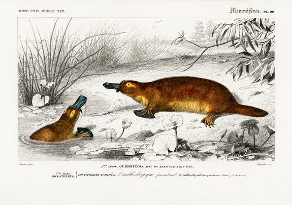 Couple d'ornithorynques
