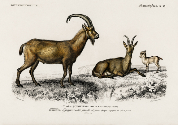 Chamois sauvages