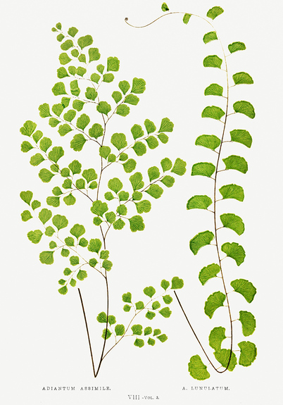 Adiantum assimile