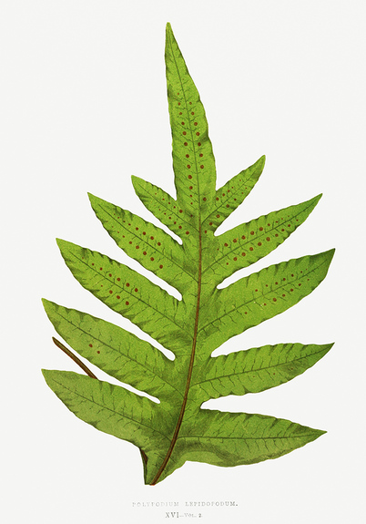 Polypodium lepidopodum