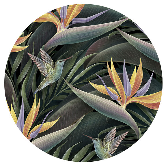 Strelitzia sauvage et colibris