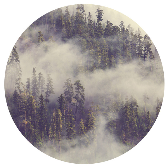 Cadre rond d'une haute forêt dans le brouillard