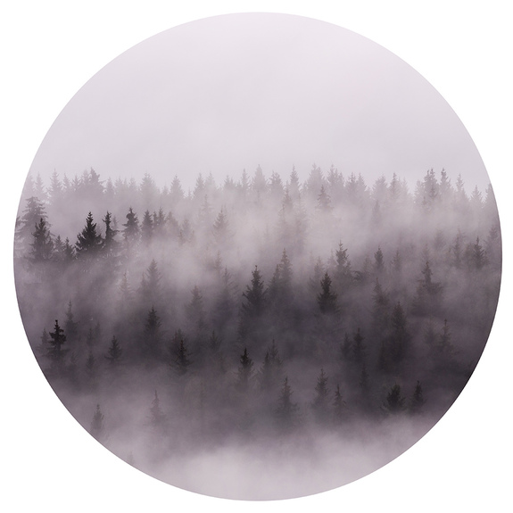Matin brumeux dans une forêt
