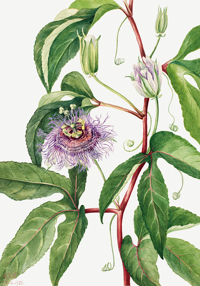 Passiflora incarnata