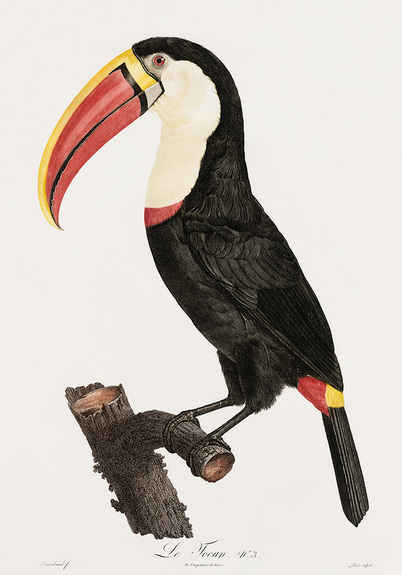 Toucan sur le tronc