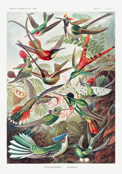 Trochilidae kolibris