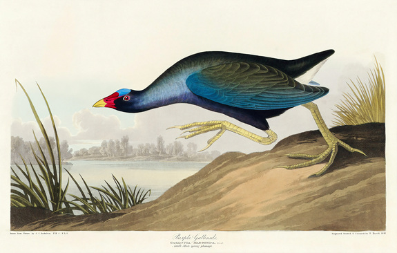 Porphyrio martinicus