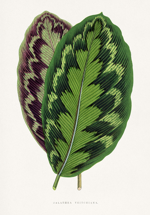 Calathea veitchiana