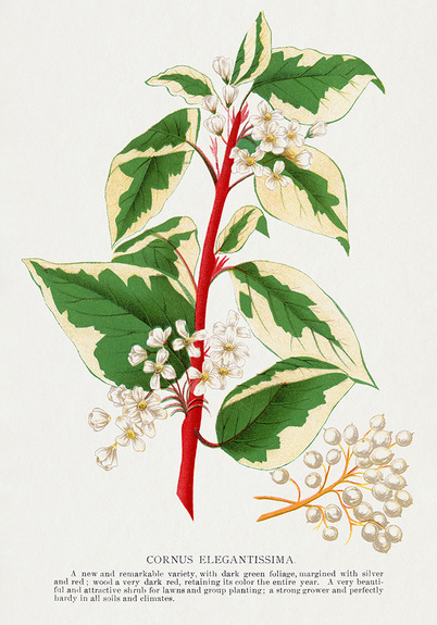 Cornus elegantissima