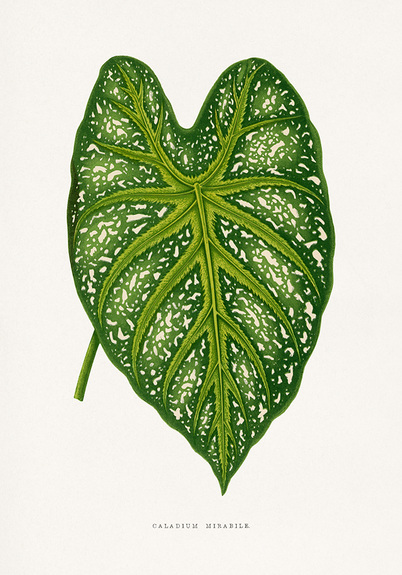 Caladium mirabile