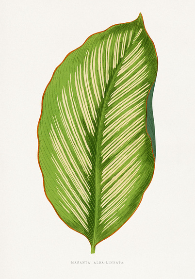 Maranta alba lineata