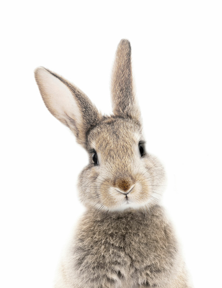 Adorable lapin sur fond blanc