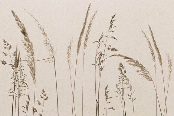 Plantes sauvages sur fond beige