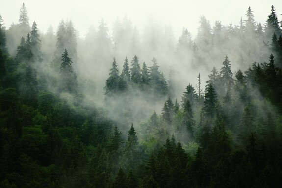 Forêt de conifères vert foncé dans un épais brouillard