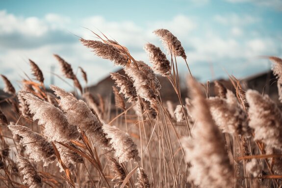 L&#39;herbe de la pampa dans la brise