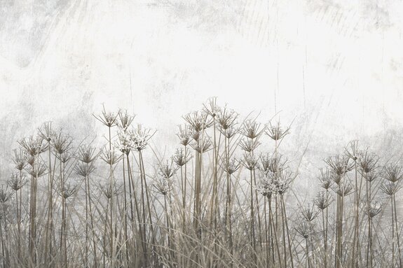 Plantes sauvages sur fond gris