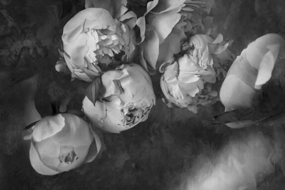 Motif de fleur de pivoine noir et blanc