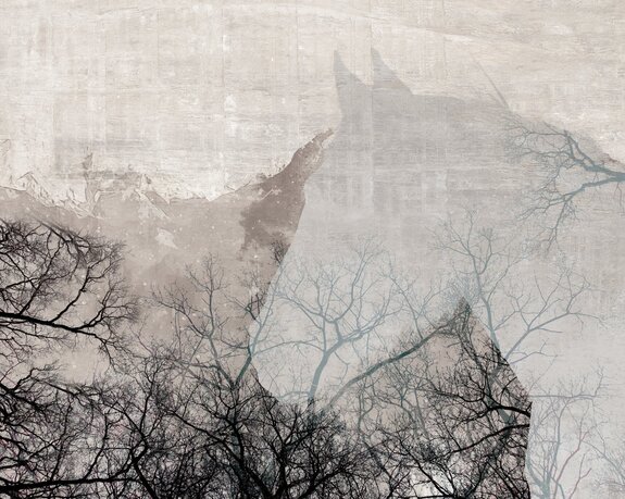 Portrait d&#39;un cheval sur fond d&#39;arbres