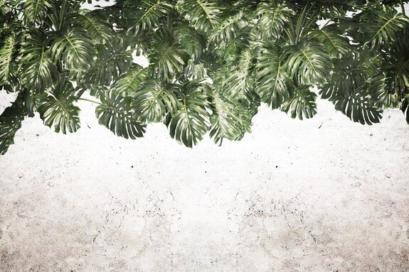 Feuilles de monstera vertes suspendues au-dessus