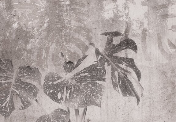 Motif botanique de feuilles de monstera en gris