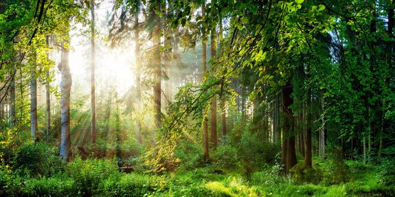 Paysage de forêt verte au matin