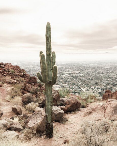 Cactus et végétation dans le désert