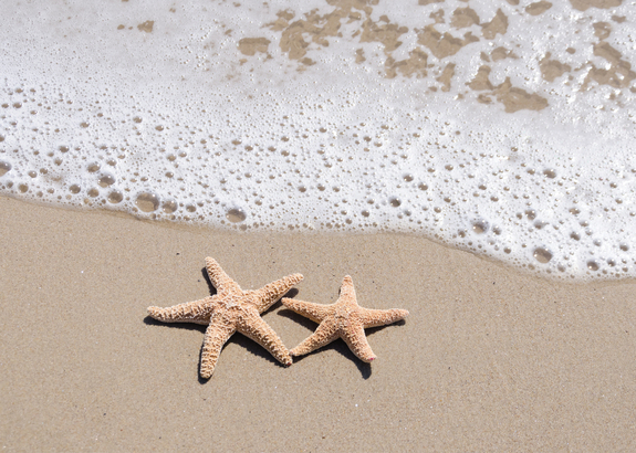 Étoiles de mer sur une plage de sable