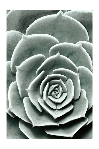 Plante verte succulente en gros plan