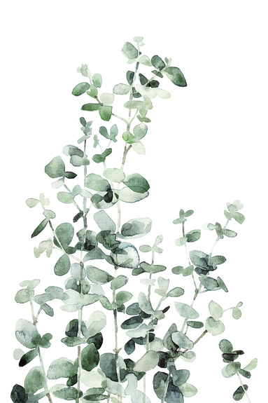Brins d’eucalyptus sur fond blanc
