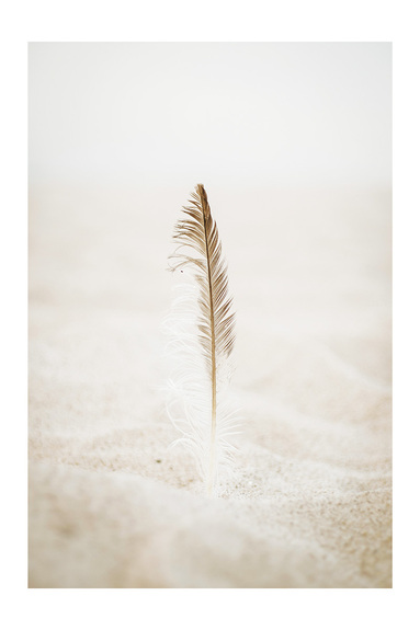 Plume sur une plage de sable