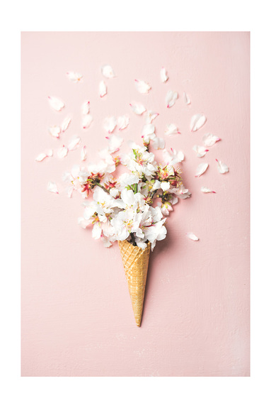 Fleurs de cerisier dans un cornet gaufré sur fond rose