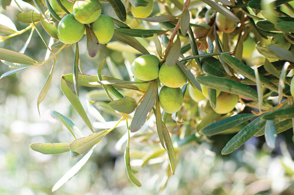 Olives vertes sur des branches