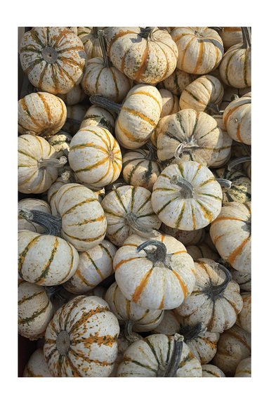 Mini-citrouilles d’automne