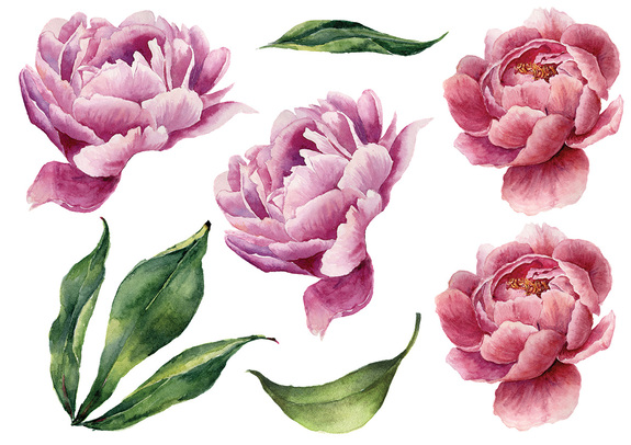 Fleurs de pivoines roses et feuilles vertes