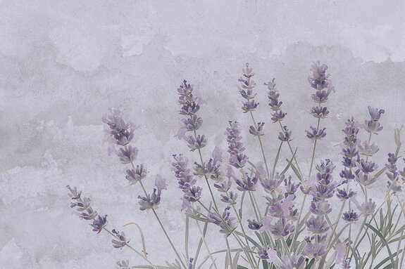 Fleurs de lavande à l'aquarelle sur béton