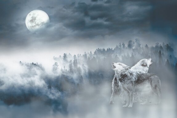 Loups sur fond de forêt sous la pleine lune