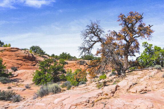 Désert pierreux avec végétation