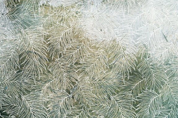 Croquis blanc de feuilles sur fond vert