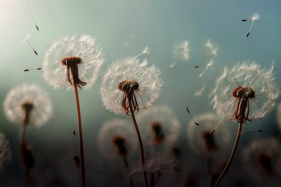 Prairie d'été avec pissenlits