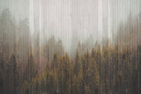 Forêt de conifères sur des planches en bois