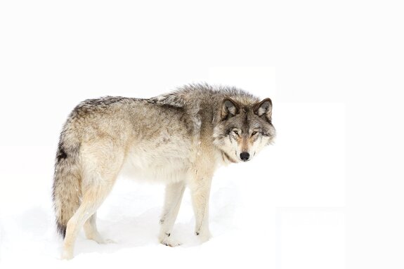 Loup debout sur la neige blanche