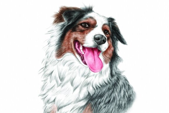 Portrait d'un chien de berger souriant