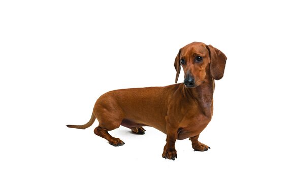 Teckel marron sur fond blanc