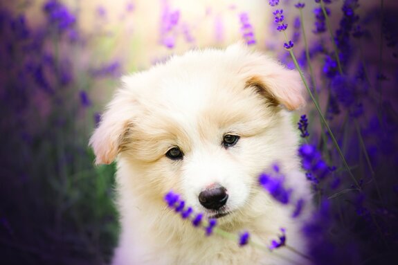Petit chien blanc dans un champ de lavande