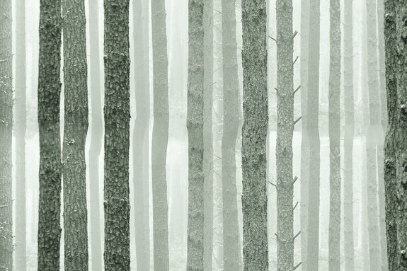 Troncs d'arbres dans une forêt scandinave