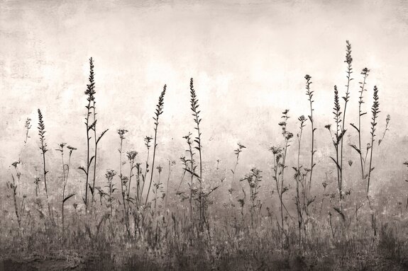 Prairie sauvage sur un mur en béton