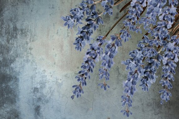 Fleurs de lavande violettes sur béton