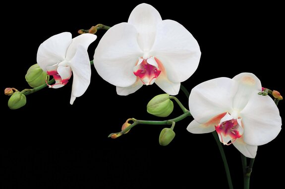 Orchidée blanche sur fond noir