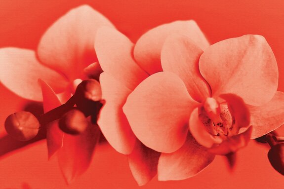 Fleur d'orchidée en couleurs rouges